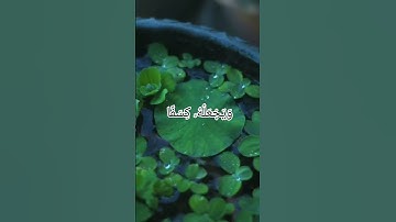 سورة الروم  ✨ Surah Rum