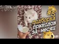 Подборка приколов за месяц. Лучшие приколы недели.  Ноябрь 2020 #5