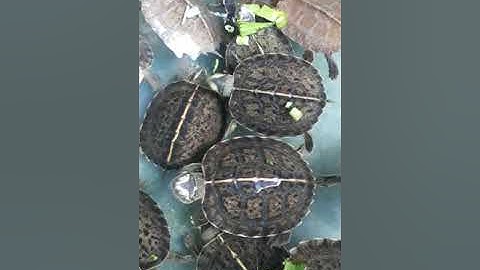 Rùa răng baby - Dũng sĩ diệt rau