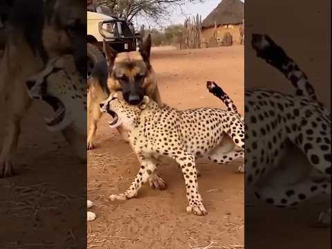 الكلب عض النمر Wildlife النظافه Animals موسيقار Leopard المراه Animalworld الوكره المفترس