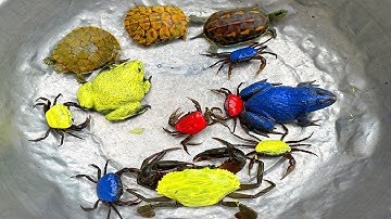 Kem Ốc và cua chanel lái xe công nông đuổi theo con cua vàng, con vịt màu xanh, con ếch, rùa màu sắc