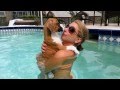 Boxer puppy Navi Leon in the pool  for the first time! #Boxers #Boxerdogs