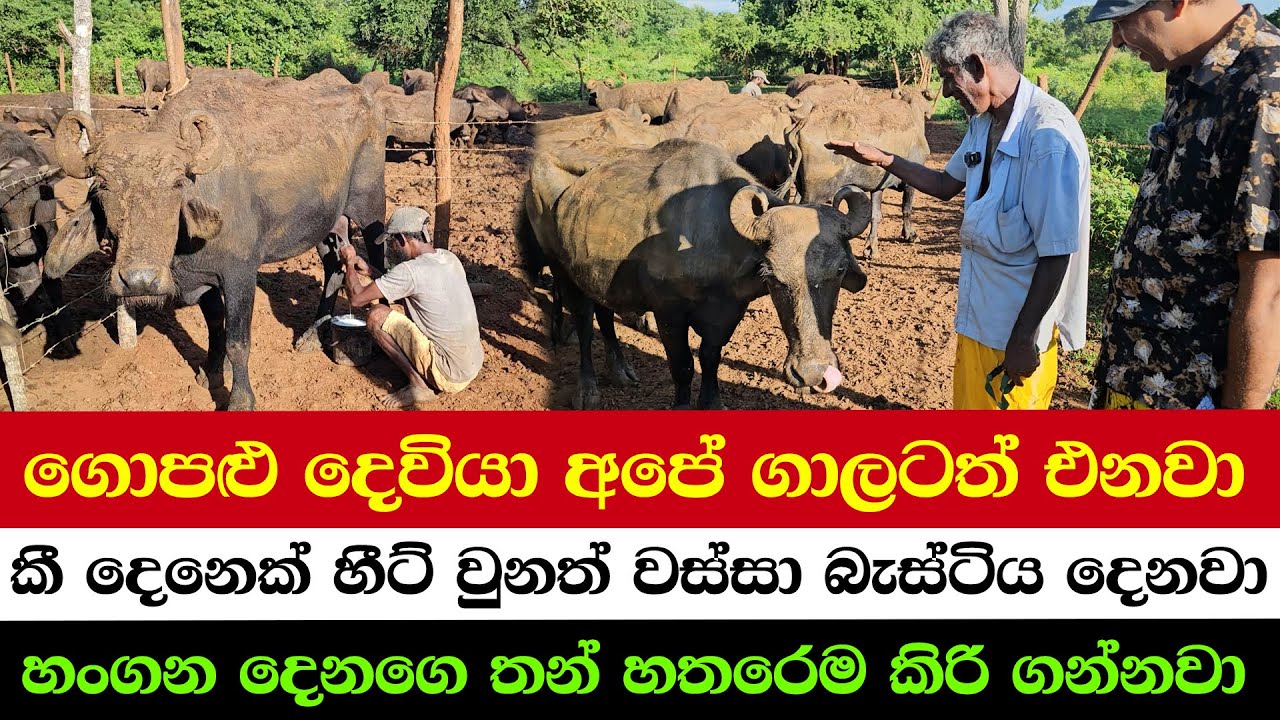 How to get milk from all 4 teats of a cow properly | One Bull, The Ultimate Breeding Success Story