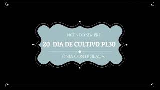 20  DIA DE CULTIVO PL30 VÍDEO 24 32