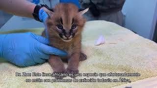 Buin Zoo Te Acompaña En Casa La Nueva Cría De Caracal