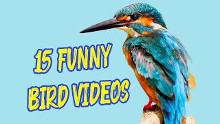 Top 15 Funny Bird Videos || Awesome Compilation