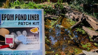 How to patch a HOLE in a pond liner, and renovating the alligator snapper pond!!