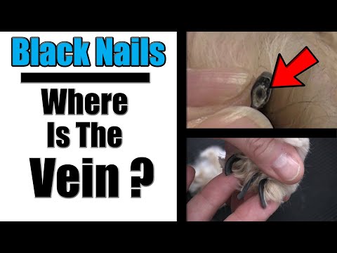 Video: Hoe maak je een Dog's Nail Quick Recede