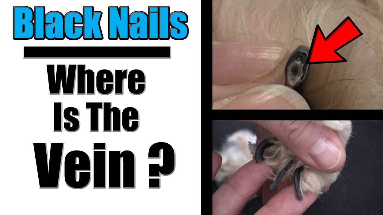 How To Cut Black Nails | Locating The Vein - YouTube
