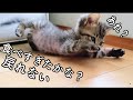 お腹がポンポコリンで起き上がれない子猫が生意気に戦闘態勢？ 生後4週間 保護猫 可愛い 癒し 狩り Cute kitten