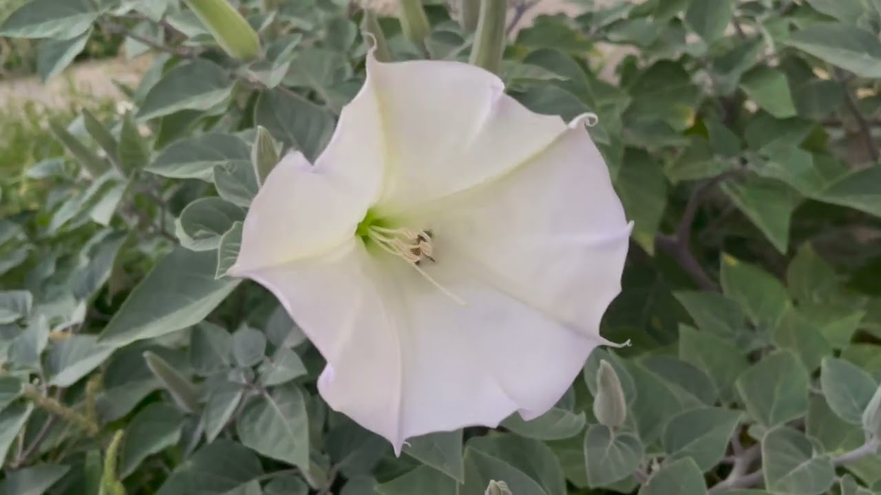 Дурман обыкновенный - датура, одурьтрава, дуропьян, шальная трава, дурнишник...