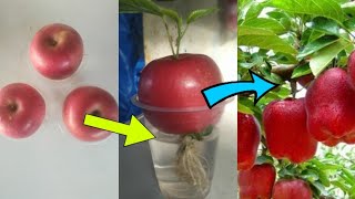 How to grow apple tree from apple fruit??