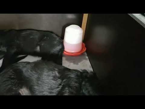 Video: Er Goldendoodle-hvalpe rolige?