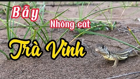 Buổi chiều hai anh em bẫy nhông cát đơn giản | Trà Vinh Quê Em