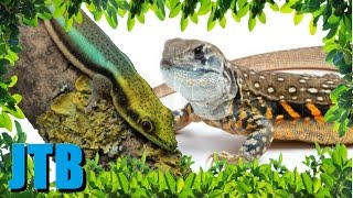 5 Stunning Lizards You Can Own