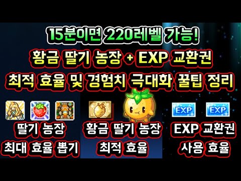 [메이플스토리 맑음] <strong>황금</strong> 딸기 농장 + EXP 교환권 최적 사용 효율 및 경험치 극대화 방법 꿀팁 <strong>정보</strong> 총정리 (15분이면 220레벨 가능!)