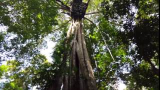 Abseiling Down A 40m Tree in Chiang Mai, Thailand