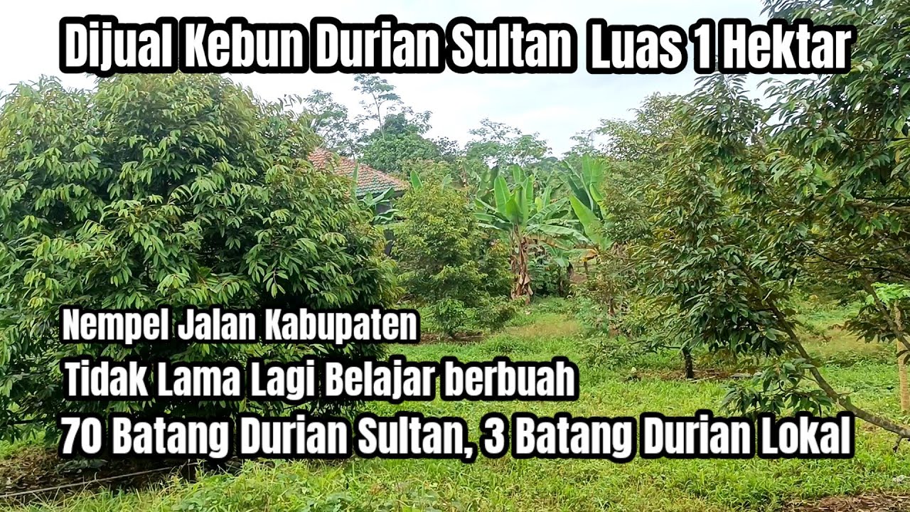 Dijual Kebun Durian Sultan Luas 1 Hektar, Hanya 190 Permeter Nego, Usia Pohon 3 tahun lebih