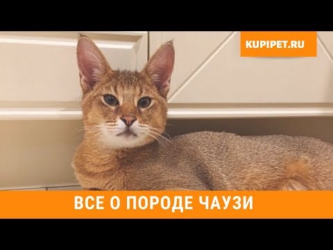 ЧАУЗИ ВСЕ О ПОРОДЕ. ИНТЕРЕСНЫЕ ФАКТЫ