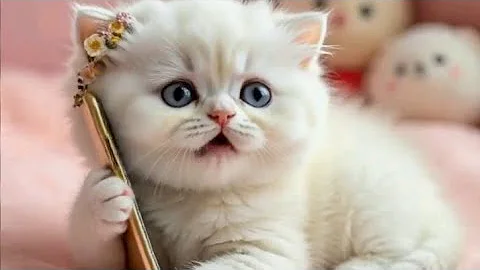 Video 10769861: cats catlover funny meow, cats meowing talking funny, cats talking hilarious, laugh funny cats talking, cutest talking cat, cats meowing loudly cute