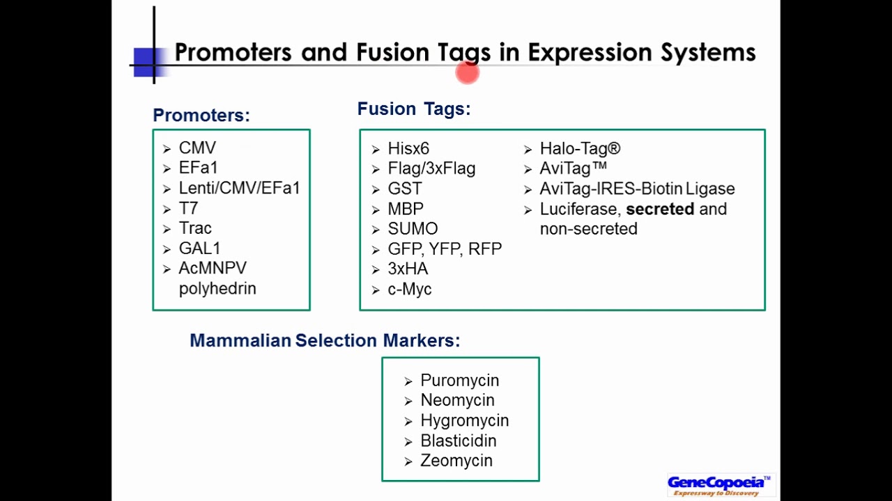 Functional Tags For ORF Clones in Your Research - YouTube