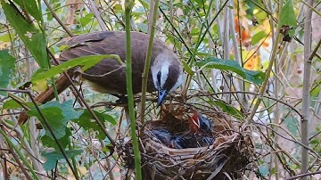 Mama trucukan feeds and protects her young from attacks in the nest [v 15]
