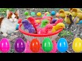 Catch cute chickens colorful chickens rainbow chicken rabbits cute catsducksanimals cute 64