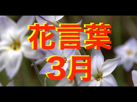 大切な人へ 3月の花言葉365日分と誕生花一覧です Youtube