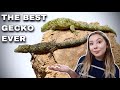 Chameleon Geckos! The Most Underrated Pet Gecko