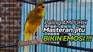 KENARI GACOR Cuit CUIT BIRAHI UNTUK PANCINGAN \u0026 MASTERAN Kenari PAUD AGAR BUNYI