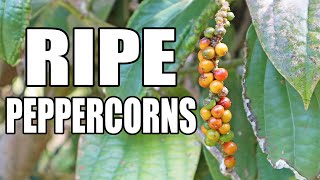 The Surprising Taste of RIPE PEPPERCORNS (Piper nigrum) - Weird Fruit Explorer