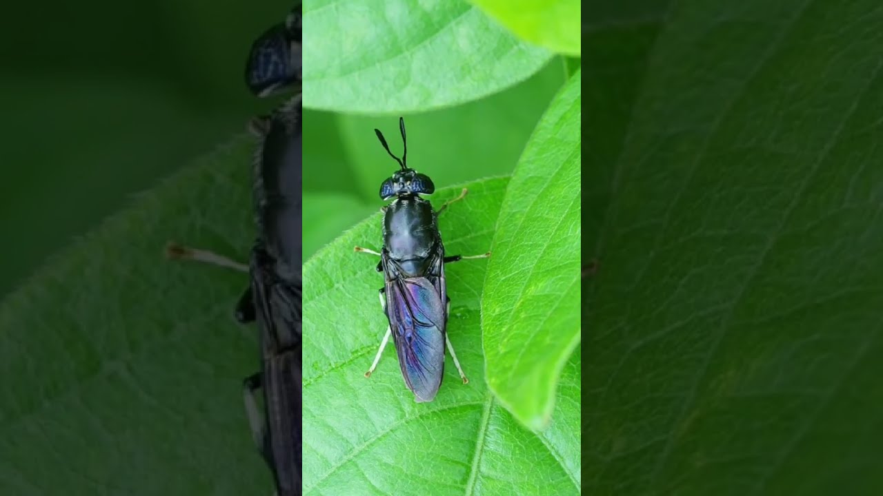 Composting For Dummies Part 5 Creepy Crawlies And How To Spot The Good Guys Compost