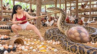 Selling Ducks at the Market – Shocking Discovery of a Giant Python Eating Chicken Eggs