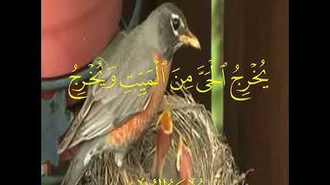 تلاوة مختصر للشيخ عبدالولي الأركاني(2)