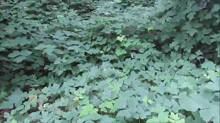 Kuzdu, The Vine That Ate The South