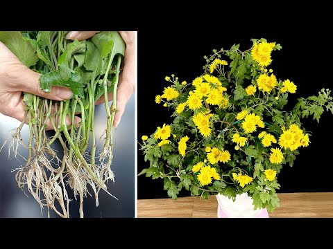 The easiest way to propagate fragrant chrysanthemums, anyone can do it