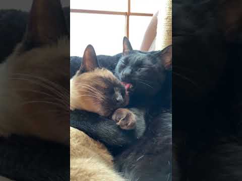 仲良し兄妹猫 - Cats cuddle each other - #Shorts