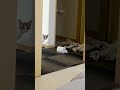 部屋を散らかした子猫の謝りに来た姿がシュールすぎた #shorts
