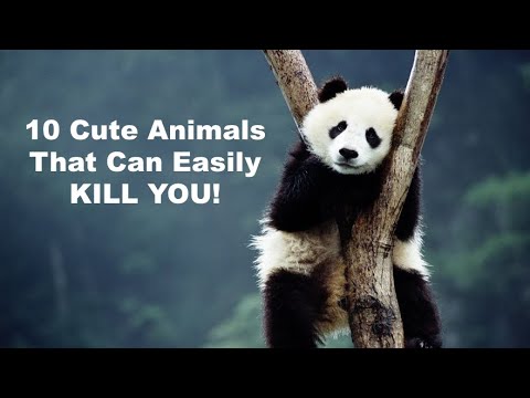 فيديو: لوريس: الثدييات رائعتين مع لدغة قاتلة