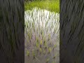 Paddy field 🎉🎉