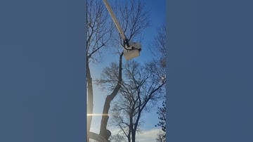 Norway Maple Removal #treeworker #chainsaws #treework #nature #