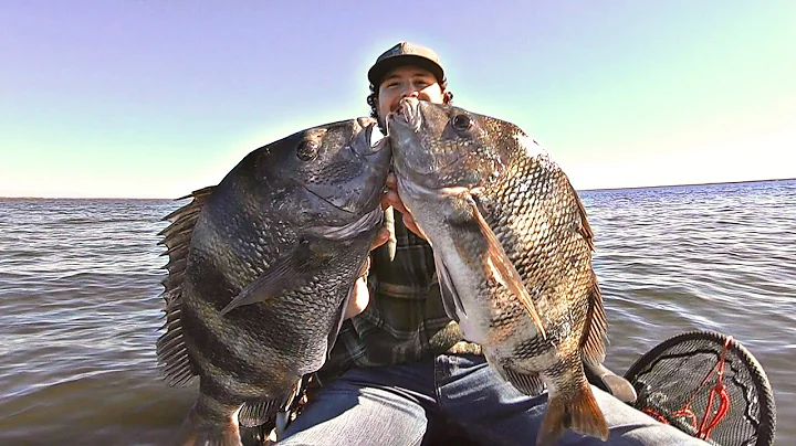 CATCHING BIG SHEEPSHEAD AND BLACK DRUM OFF OF BRID...