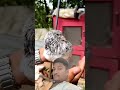Pigeon reaction shots #trending #amazing #exclusive #motivation #motivate