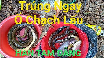 Câu Cá Lăng/Cá Chạch Lấu/Ở Hàn Tam Đẳng Lên Toàn Chạch Khủng