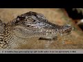 Our Wildlife GARWE NGWENA CROCODILE Full Info SHORT DOCUMENTARY Zimbabwean Filmmaker