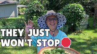 What's Ready in My August Florida Garden
