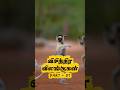 விசித்திர விலங்குகள் | Part 07 #facts #animals #trending #wildlife #fyp