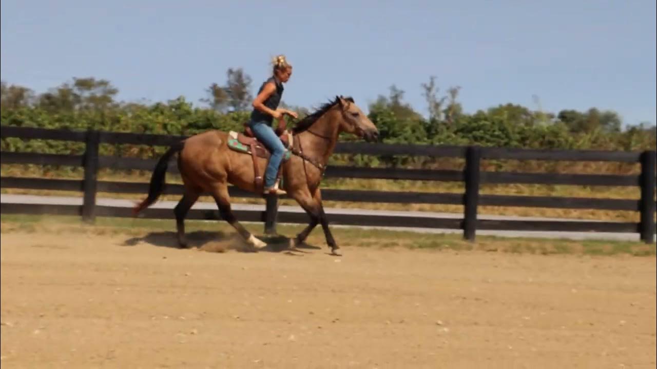 REALLY PRETTY DAPPLE BUCKSKIN RANCH MARE, ANYONE CAN RIDE, ROPES