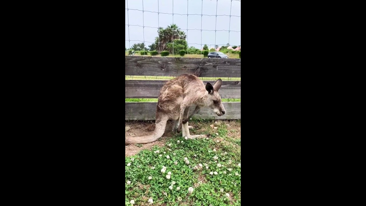 カンガルー かわいい 動物 動画 癒し Youtube