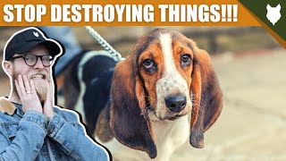 How To Stop Your BASSET HOUND Destroying Things